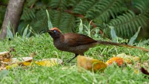 Brown sicklebill feeding, long tailed brown bird