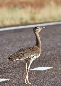 Australian Bustard on the road