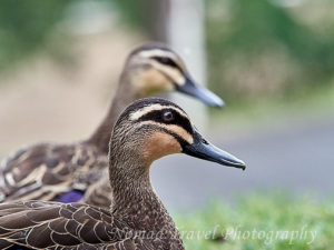 Pacific Black Duck head view with partner in background