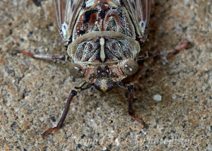 Cicada face