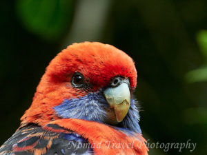 Crimson Rosella face