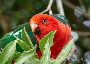 King Parrot bright red in green leaves