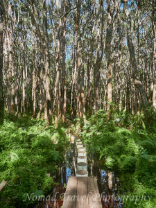 Paperbark trees and stepping tones