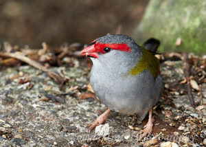 Red Browed Finch looking sideways