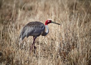 Sarus Crane