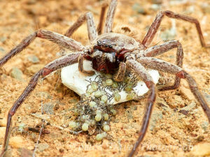 Trapdoor Spider with many young